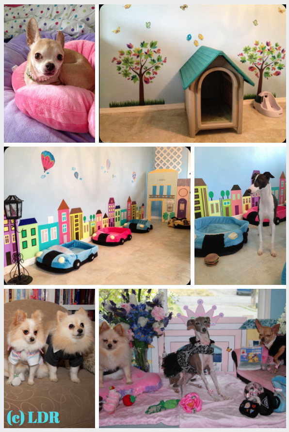 toy breed dog daycare